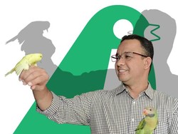 Pra-Piala Gubernur, Pemprov DKI Gelar Lomba Kicau Burung