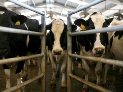 Genjot Produksi Susu dan Daging Sapi, 21 Lokasi Dijadikan PSN