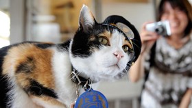 FOTO: Aksi Gemas Kucing-kucing Paling Terkenal di Dunia