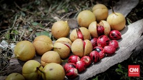 Cerita Sebiji Pala: Petaka untuk Banda Neira, Cuan VOC di Eropa