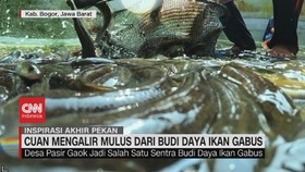 VIDEO: Cuan Mengalir Mulus Dari Budi Daya Ikan Gabus