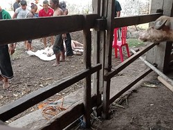 Lagi! Kebo Bule Keraton Solo Mati Kena PMK