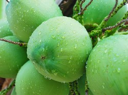 Air Kelapa Thailand Disebut Paling Enak, Ternyata Ini Sebabnya