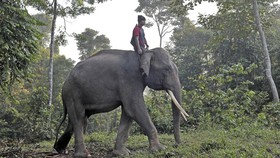 Wamenhut: Negara Tak Akan Biarkan 'Rumah' Gajah Sumatra Dirusak