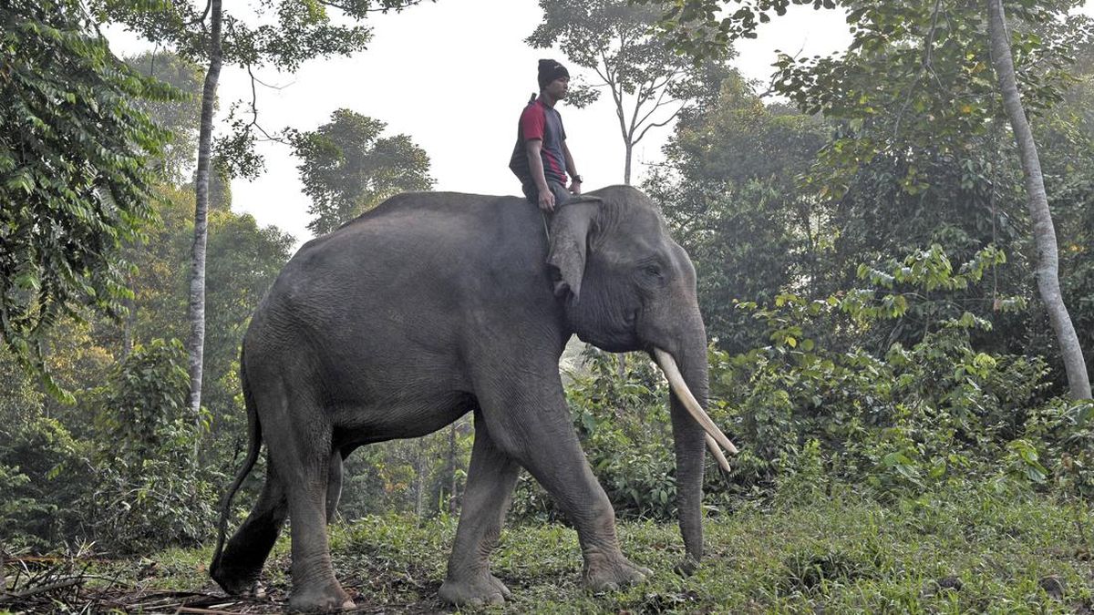 Wamenhut: Negara Tak Akan Biarkan 'Rumah' Gajah Sumatra Dirusak