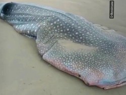 Hiu Paus Terdampar dan Mati di Pantai Ngagelan Banyuwangi