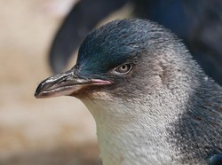 Inilah Gordon, Penguin Kecil Tertua yang Keturunannya Tersebar di Australia
