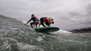 FOTO: Aksi-Aksi Keren Kejuaraan Dunia Selancar Anjing di California