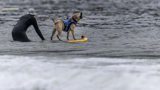 FOTO: Aksi-Aksi Keren Kejuaraan Dunia Selancar Anjing di California