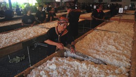FOTO: Nasi Jangkrik Kuliner 'Legend' Sunan Kudus pada 10 Muharram