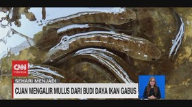 VIDEO: Sehari Menjadi Pengusaha Ikan Gabus