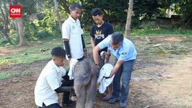 VIDEO: Momen Bahagia, Kelahiran Seekor Bayi Gajah Sumatera