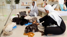 FOTO: Hotel Hewan Peliharaan Pertama di Arab Saudi, Surganya Kucing