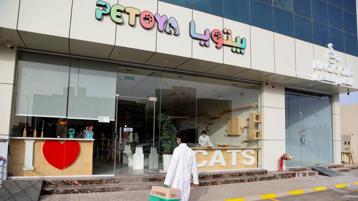 FOTO: Hotel Hewan Peliharaan Pertama di Arab Saudi, Surganya Kucing