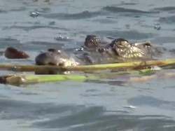 Bocah 10 Tahun di Kubu Raya Hilang Diterkam Buaya saat Mandi di Sungai