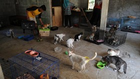 FOTO: Merawat Kucing Tanpa Tuan di RSK Kulon Progo