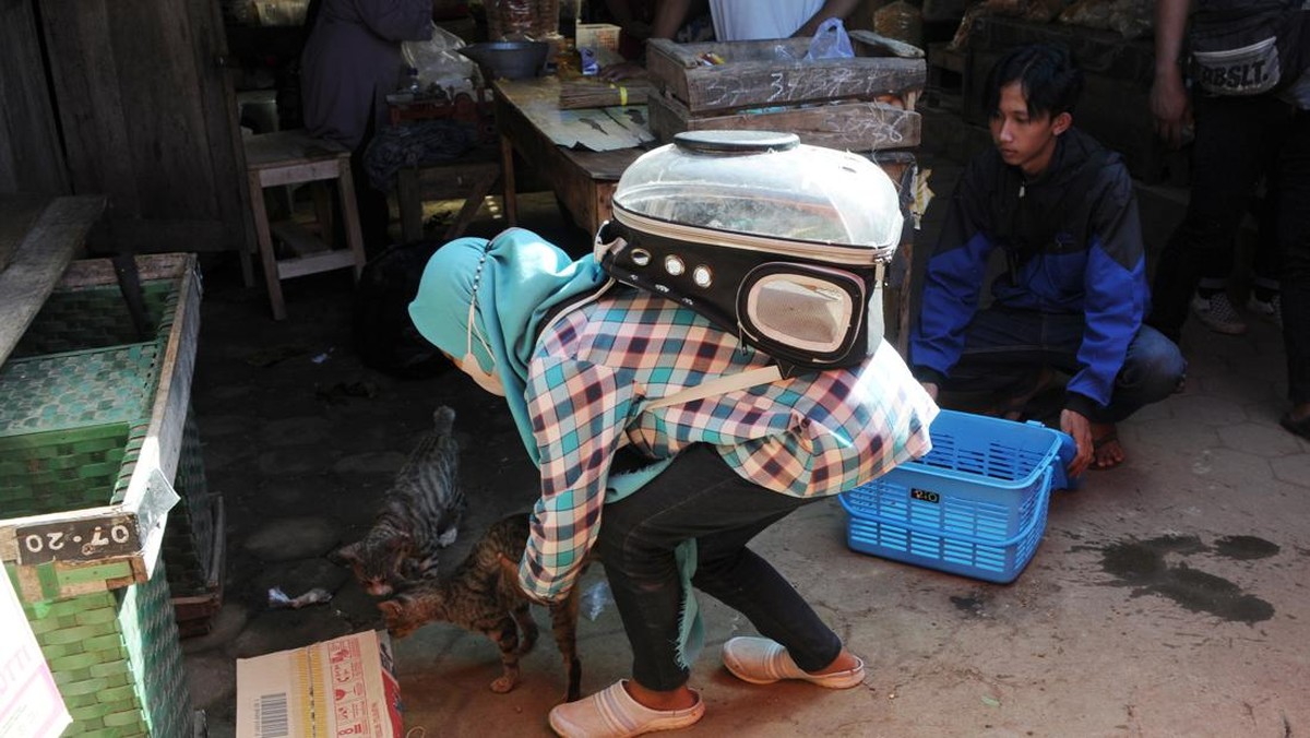 FOTO: Merawat Kucing Tanpa Tuan di RSK Kulon Progo