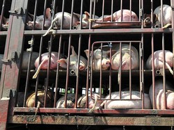 Singapura Setop Impor Babi dari Batam, Kerugian Bisa Tembus Rp 28 M