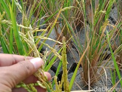 Duh! Puluhan Hektare Lahan Padi di Klaten Krisis Air gegara Proyek Jembatan