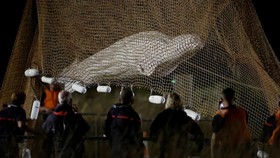 FOTO: Paus Beluga Terdampar di Sungai Seine Gagal Diselamatkan