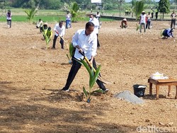 Kelapa Genjah Jadi Andalan Jokowi Atasi Krisis Pangan Dunia