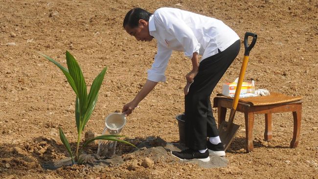 Presiden Jokowi yang menargetkan tanam satu juta bibit kelapa genjah di lahan yang tidak produktif. Apa itu kelapa genjah?