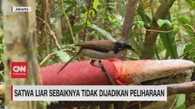 VIDEO: Satwa Liar Sebaiknya Tidak Dijadikan Peliharaan