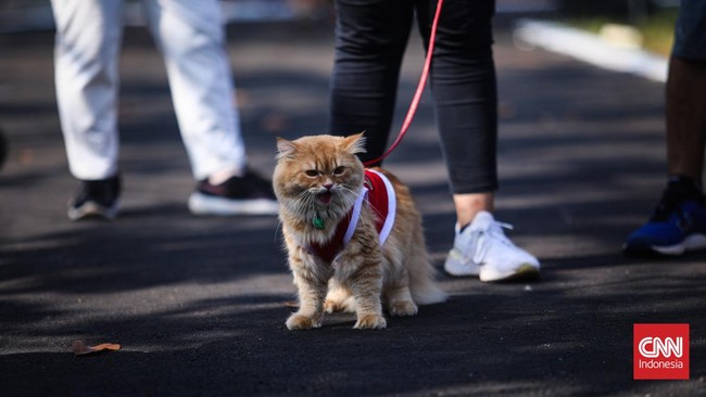 Peneliti menyebut kucing yang suka memainkan mangsanya sangat berkaitan dengan proses domestikasi pada hewan berbulu ini.