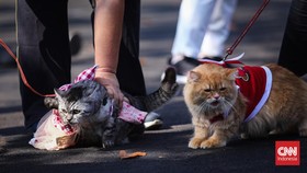 Belasan Kucing Mati Mendadak di Sunter Jakut, Polisi Turun Tangan