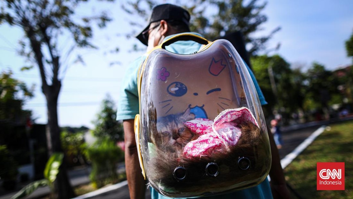 FOTO: Aksi Menggemaskan Fashion Show Kucing Peringati HUT RI