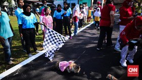 FOTO: Aksi Menggemaskan Fashion Show Kucing Peringati HUT RI