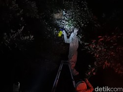 Meresahkan, Sarang Tawon Vespa Dibakar di Kebun Sekolah SD Gresik