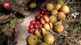 VIDEO: Buah Pala, Rempah Pencatat Sejarah Indonesia