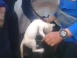 Detik-detik Damkar Evakuasi Kucing dari Sumur Sedalam 10 Meter