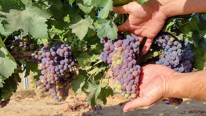 5 Tempat Wisata Hidden Gem di Jepang yang Sayang Terlewatkan, Salah Satunya Kebun Anggur Koshu!