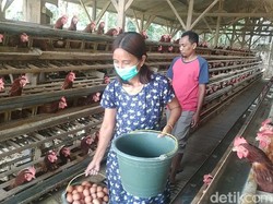 Harga Telur di Malang Tembus Rp 30 Ribu, Pakan Mahal Jadi Alasan