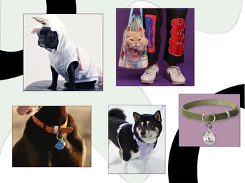 Pets Accessories And Where To Get Them
