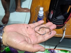 Perkara Cincin Nyangkut di Mr P Bikin Damkar Sukabumi Turun Tangan