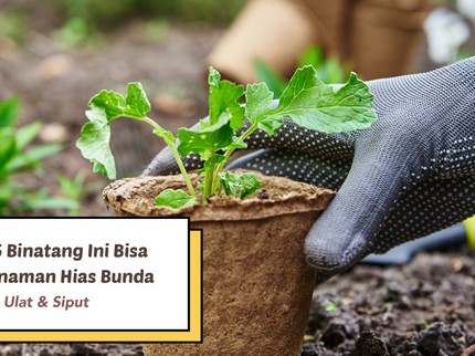 Hati-hati, 5 Binatang Ini Bisa Merusak Tanaman Hias Bunda: Ada Ulat & Siput