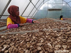 Geliat Petani Jahe Merah Trenggalek Tembus Perusahaan Farmasi
