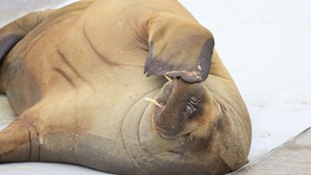 FOTO: Norwegia Suntik Mati Freya, Anjing Laut Seberat 589 Kilogram