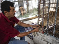 Kejamnya Agresi Israel Bikin 90% Hewan di Kebun Binatang Gaza Mati