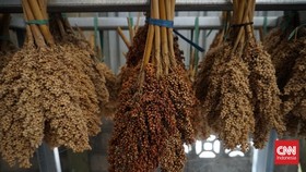 Kementan Bakal Uji Coba Tanam Sorgum 5.000 Ha pada 2026