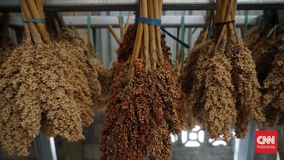 Kementan Bakal Uji Coba Tanam Sorgum 5.000 Ha pada 2026