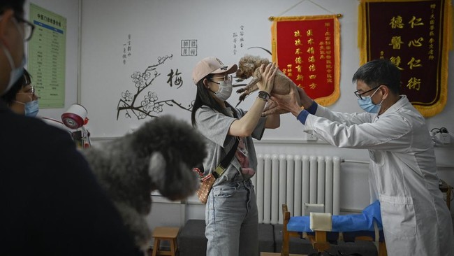 FOTO: Gugup Hewan-hewan di China Jalani Terapi Akupunktur