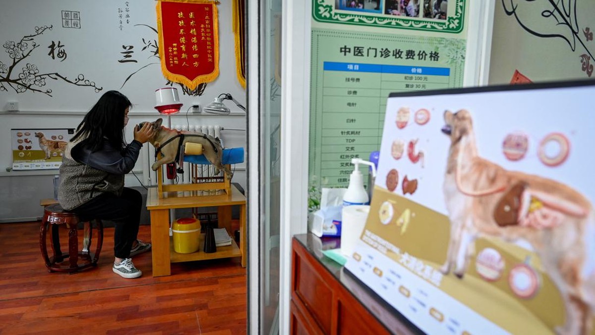 FOTO: Gugup Hewan-hewan di China Jalani Terapi Akupunktur