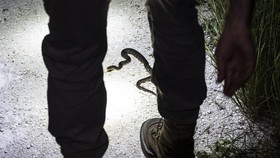 51 Reptil Asal Merauke Berhasil Diamankan Sebelum Dikirim ke Bekasi