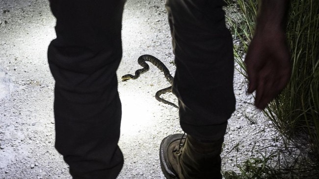 Karantina Hewan Papua Selatan mengamankan 51 hewan reptil asal daerah setempat dari kargo di Bandara Mopah, Kabupaten Merauke.