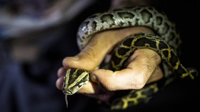Waspada! Warga Indonesia Bakal Sering Ketemu Ular Kobra