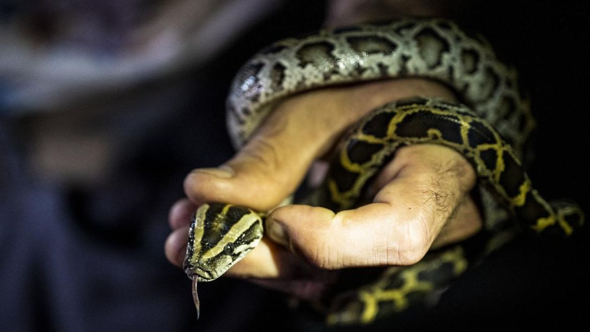 Waspada! Warga Indonesia Bakal Sering Ketemu Ular Kobra